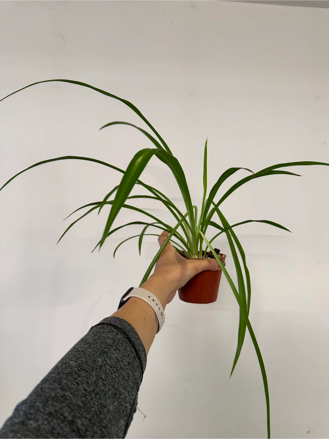Spider Plant