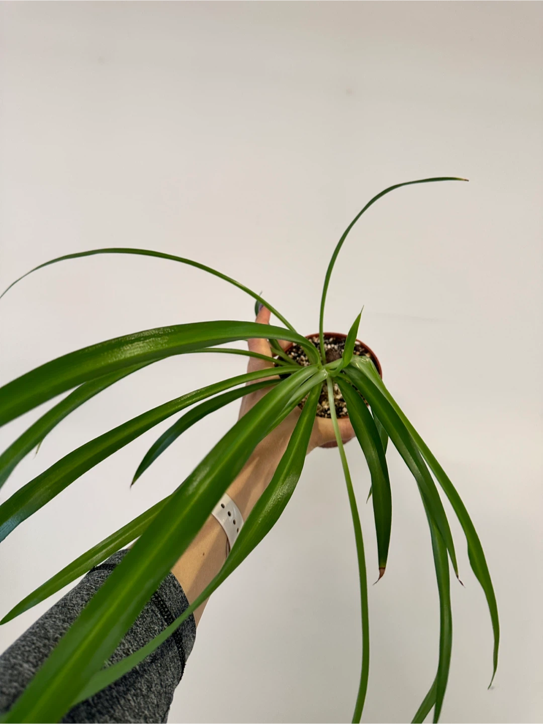 Spider Plant - photo 2