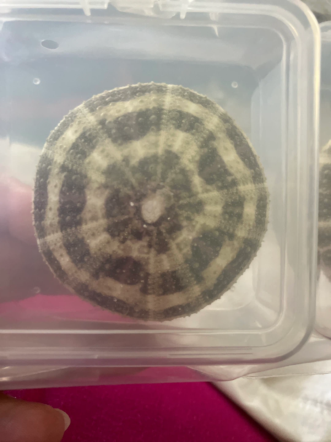 Set of 2 Dried Sea Urchin Shells - photo 2