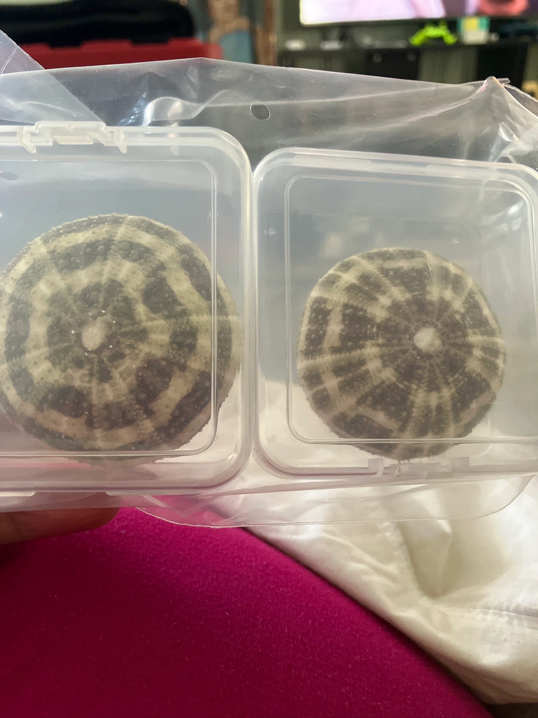 Set of 2 Dried Sea Urchin Shells
