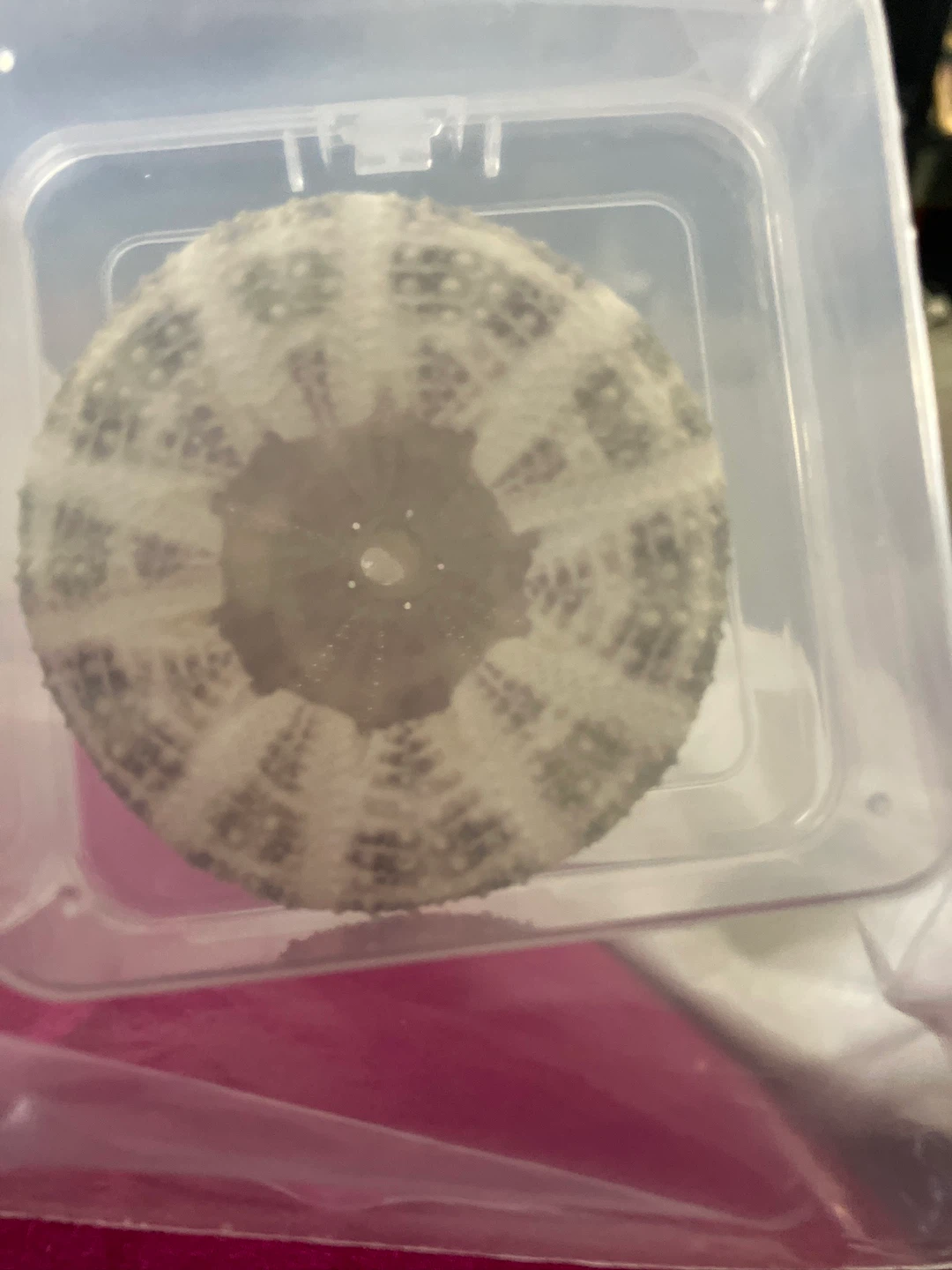 Set of 2 Dried Sea Urchin Shells - photo 3