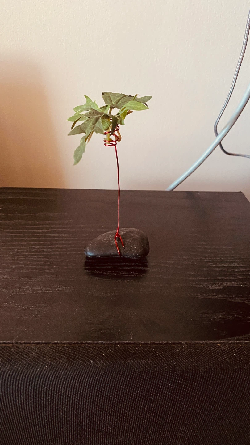 Miniature Potted Plant Decoration