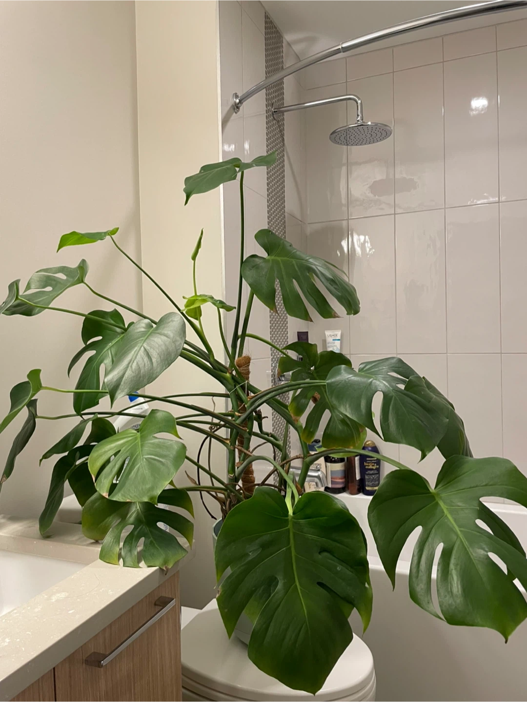 Monstera Deliciosa Plant