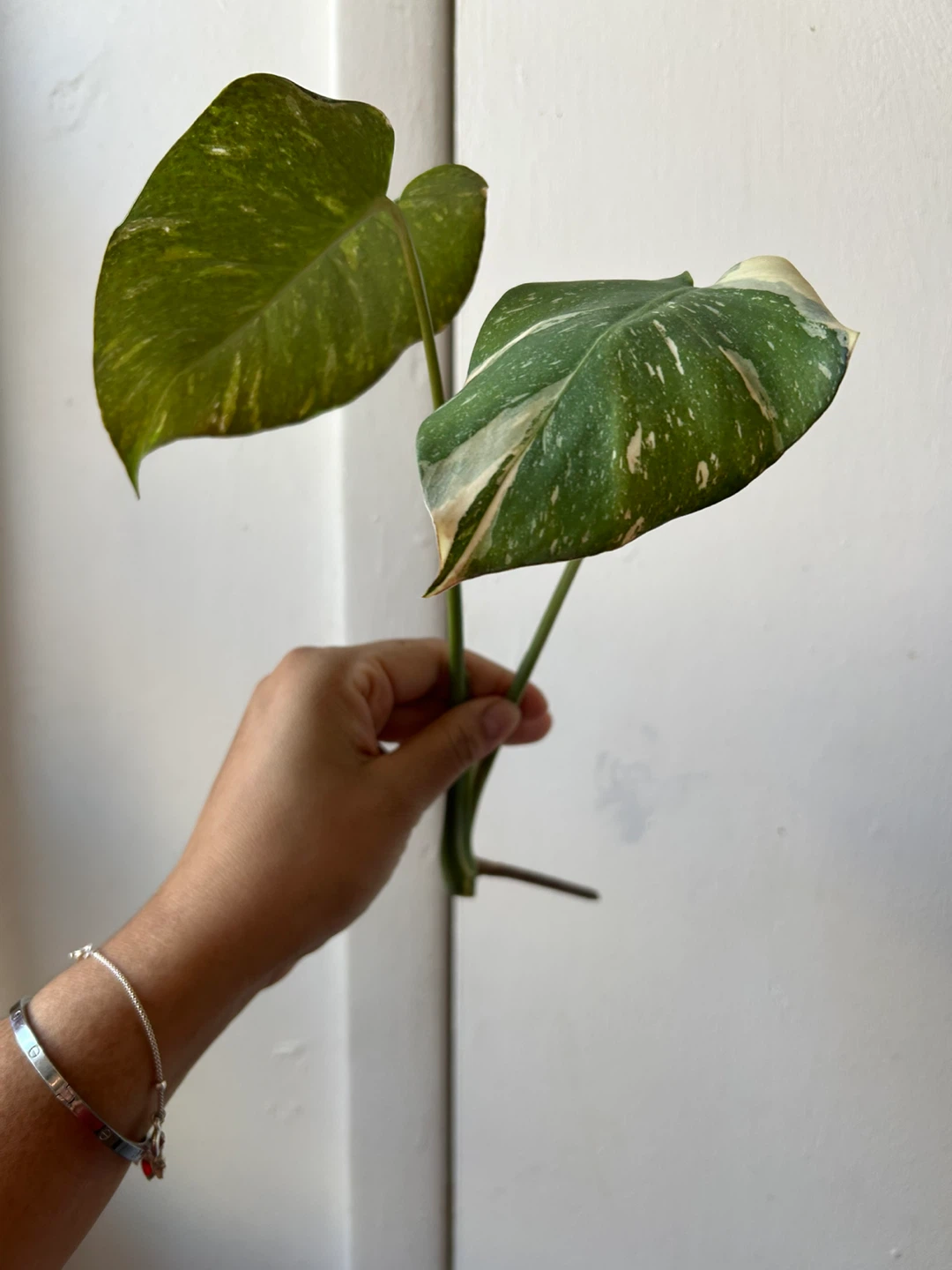 Monstera Thai Constellation Cutting - photo 2