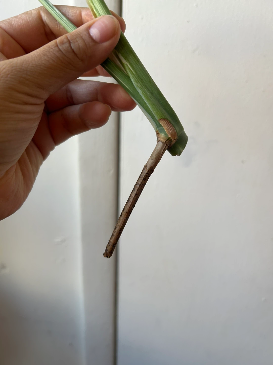 Monstera Thai Constellation Cutting - photo 3