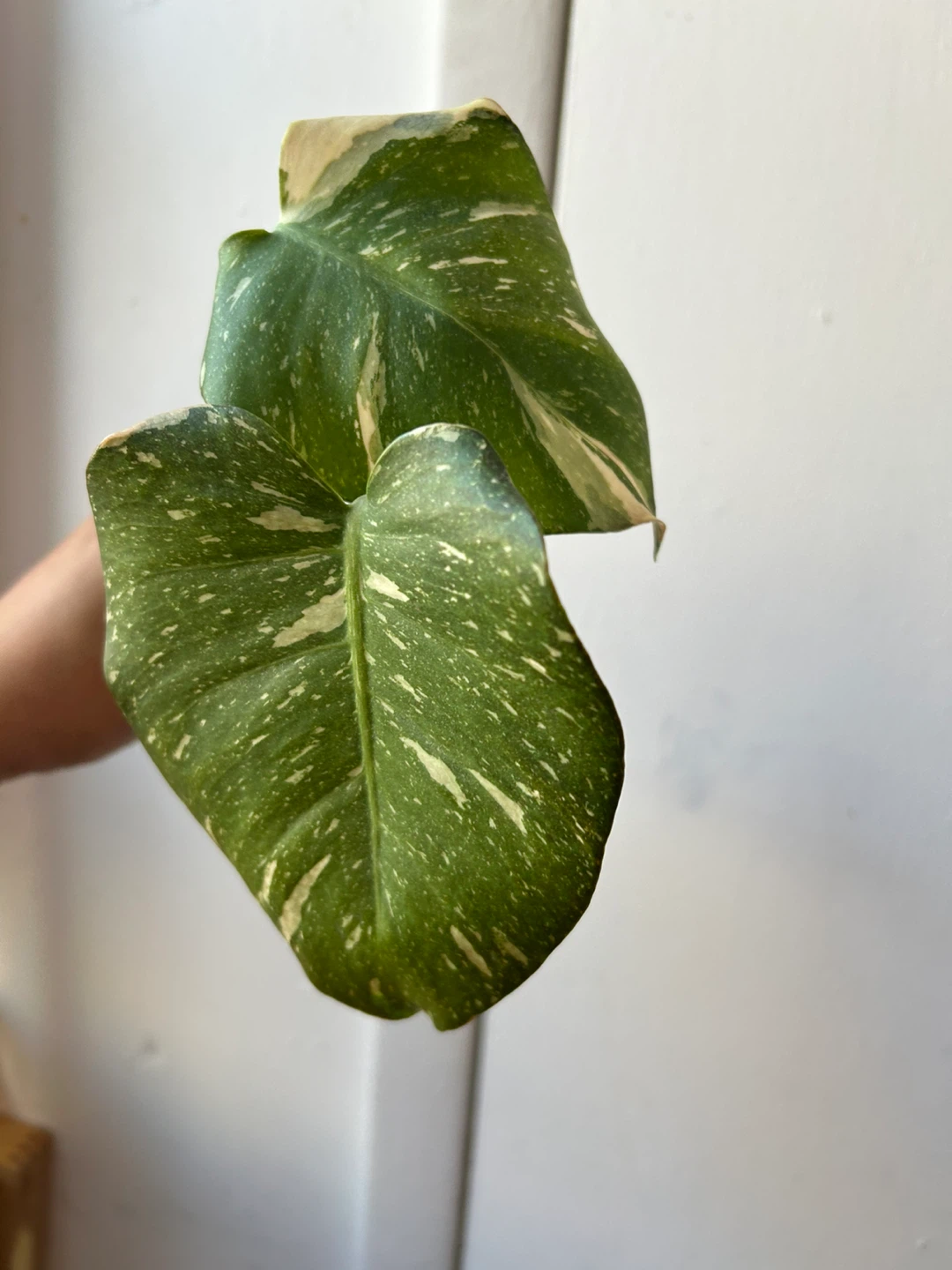 Monstera Thai Constellation Cutting
