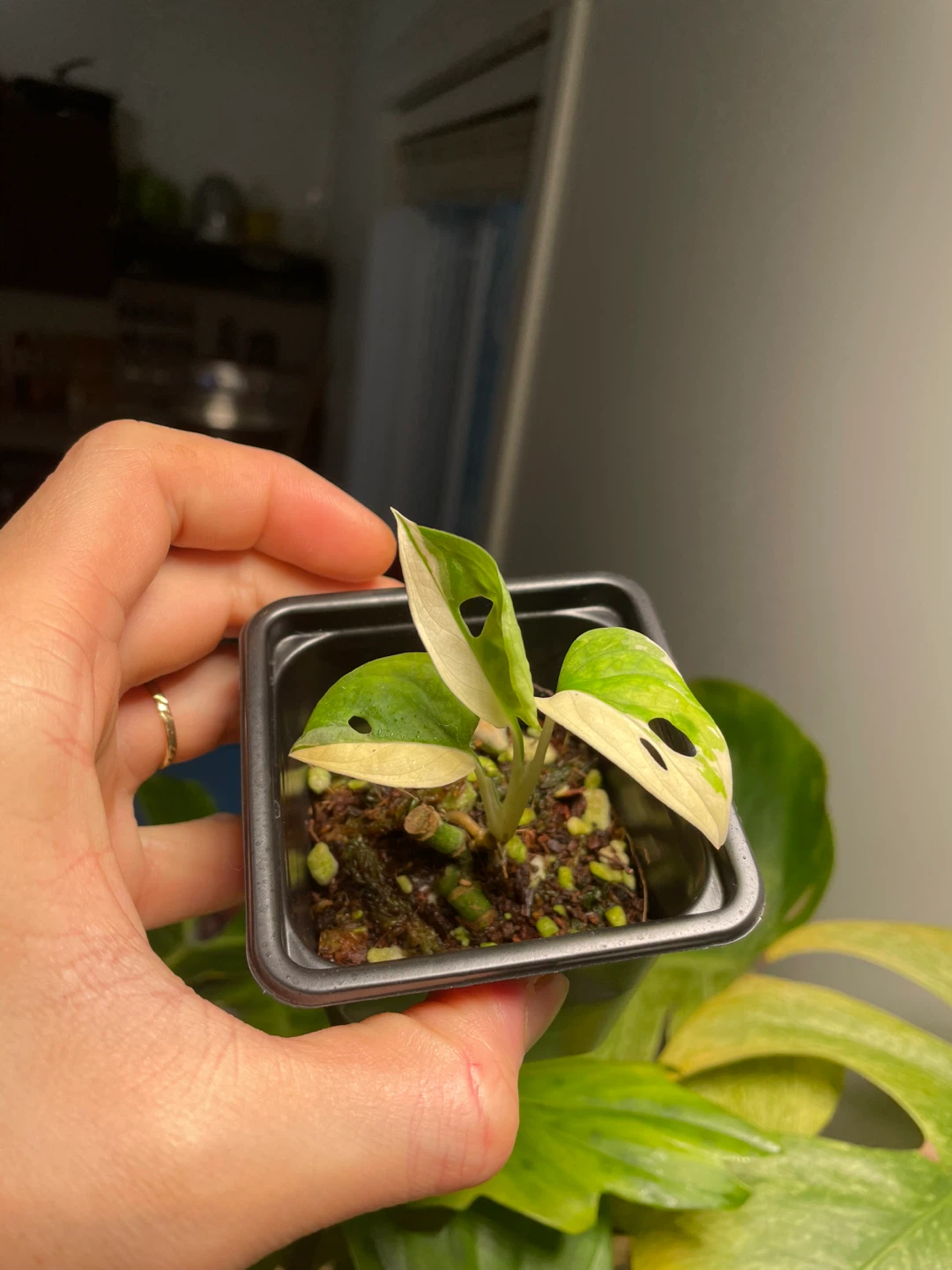 Half-moon Monstera Adansonii Albo - photo 3