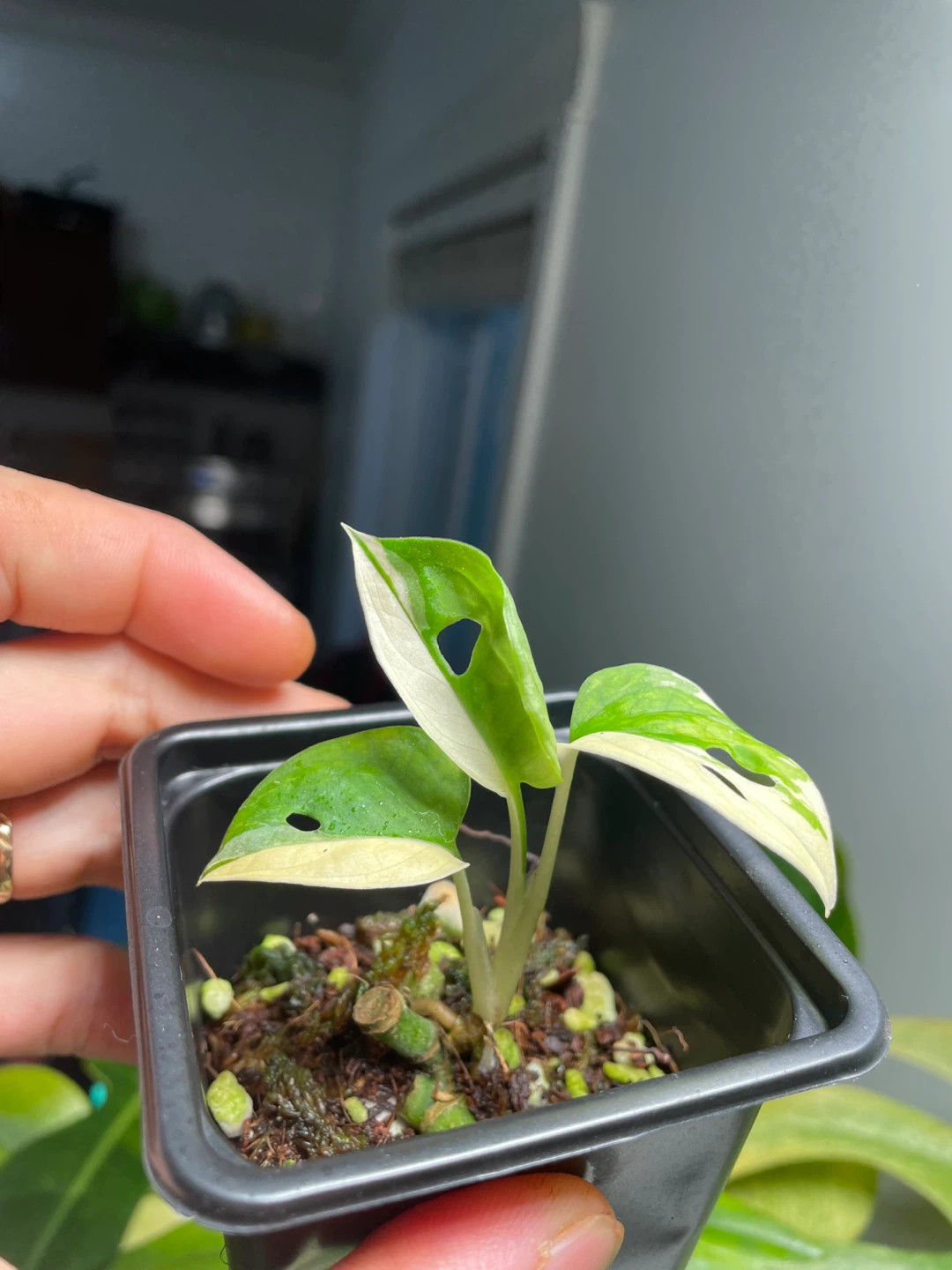 Half-moon Monstera Adansonii Albo - photo 2