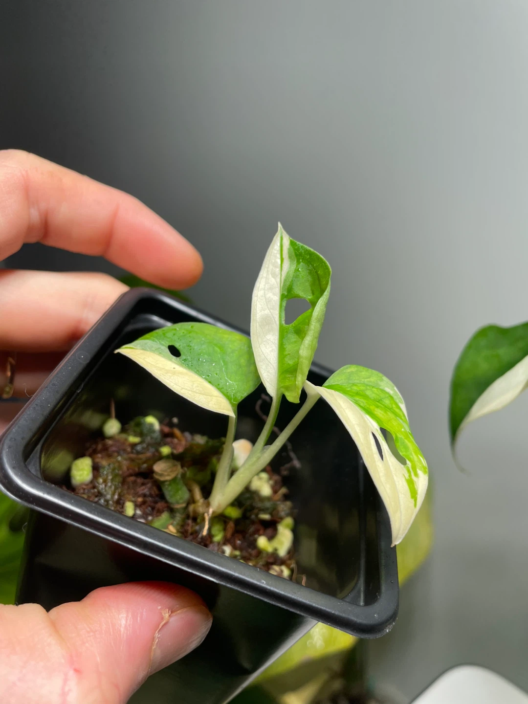 Half-moon Monstera Adansonii Albo