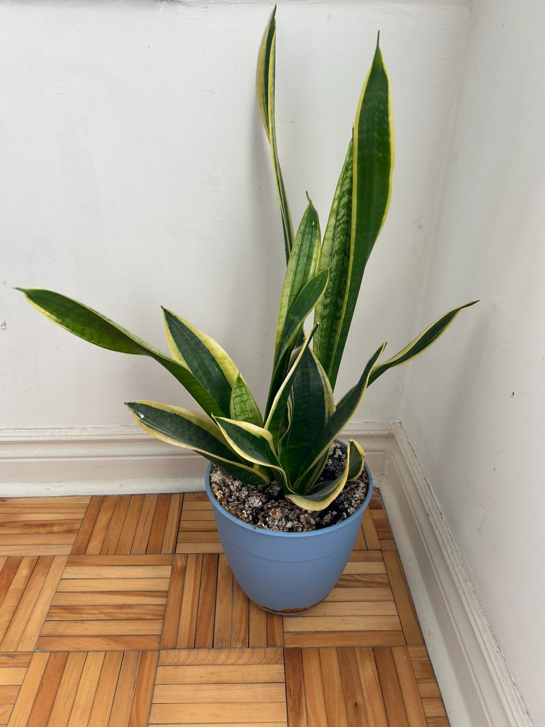 Sansevieria (Snake Plant) in Blue Pot - photo 2