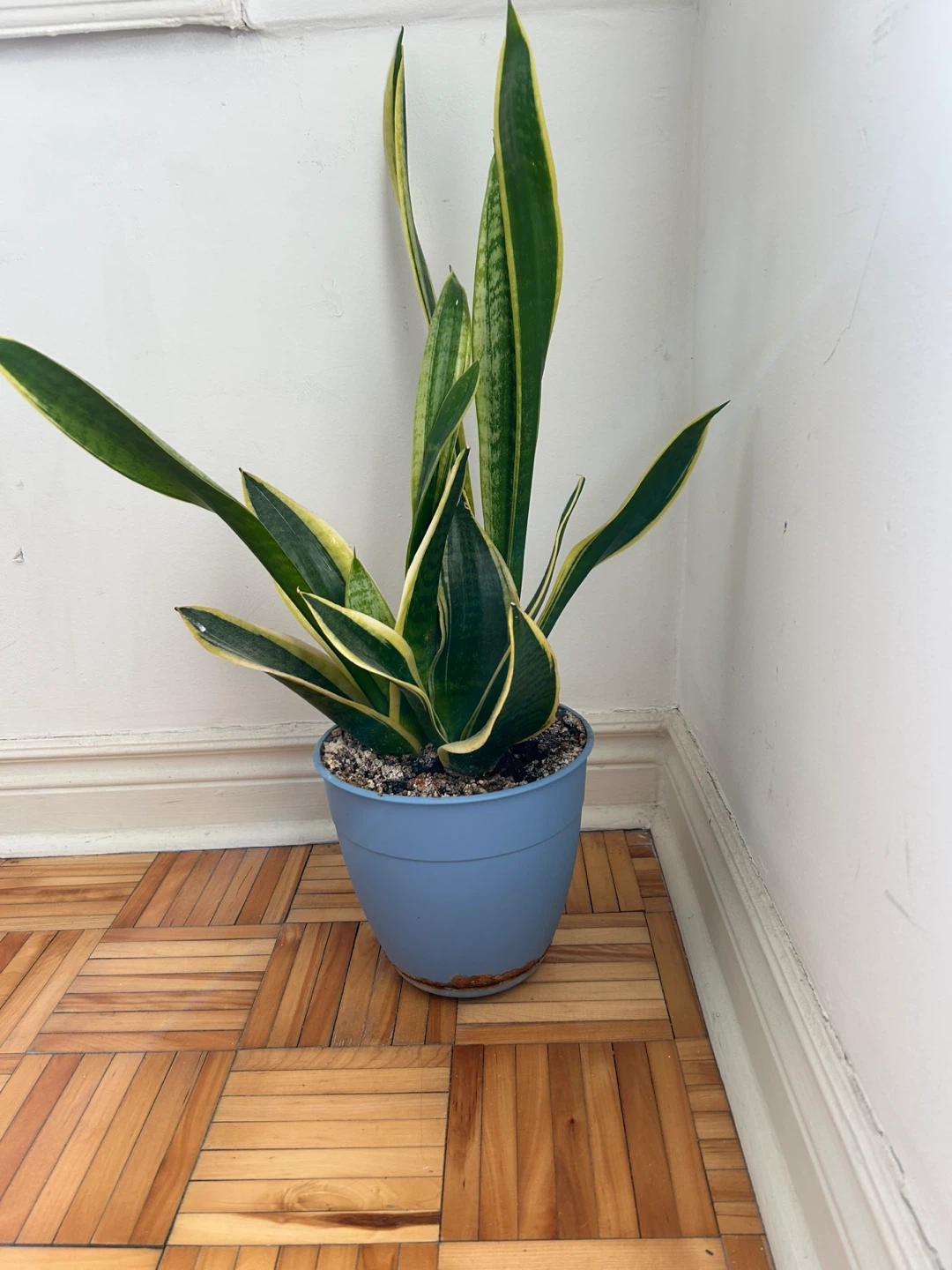 Sansevieria (Snake Plant) in Blue Pot