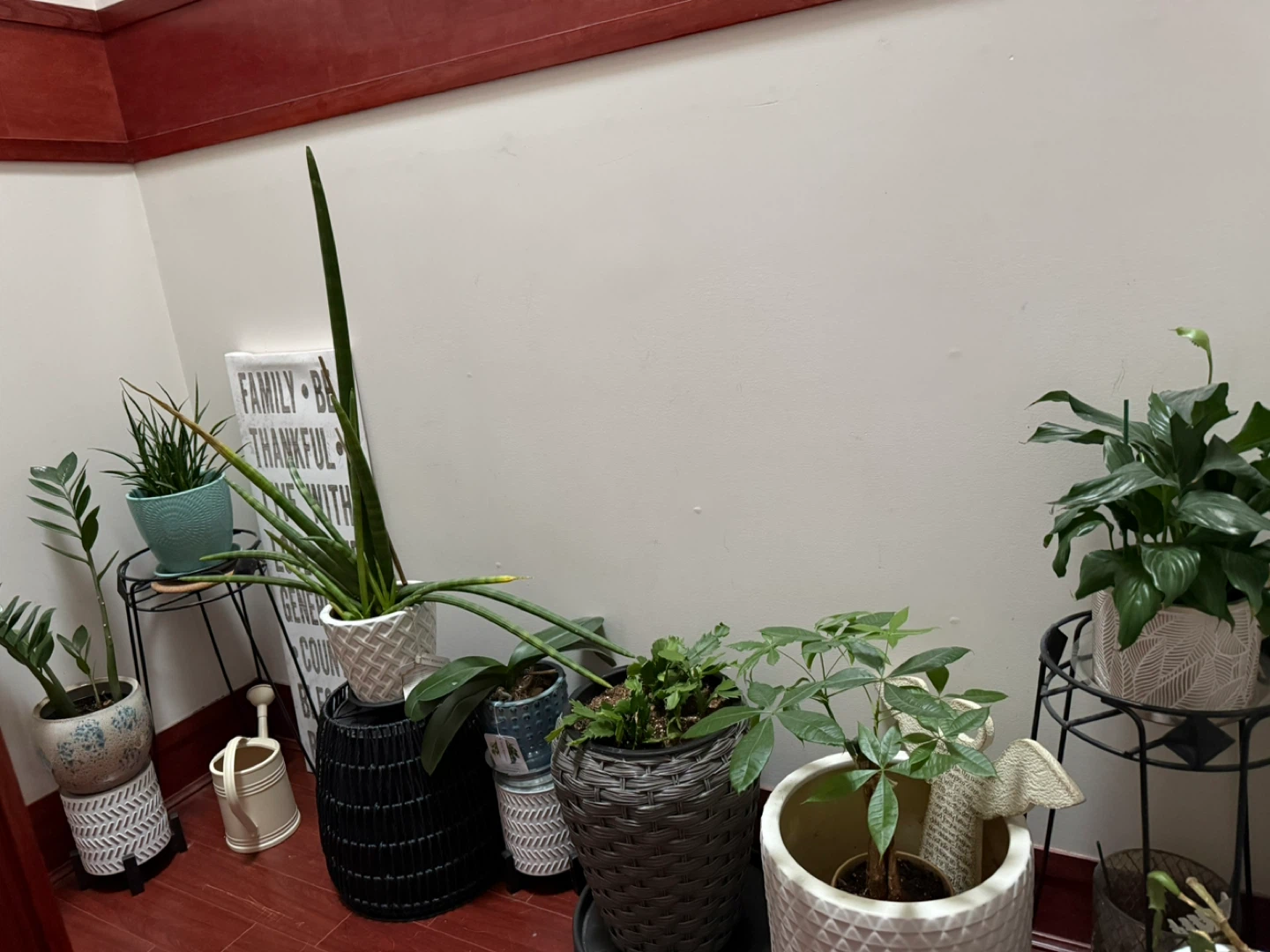 Assorted Potted Plants