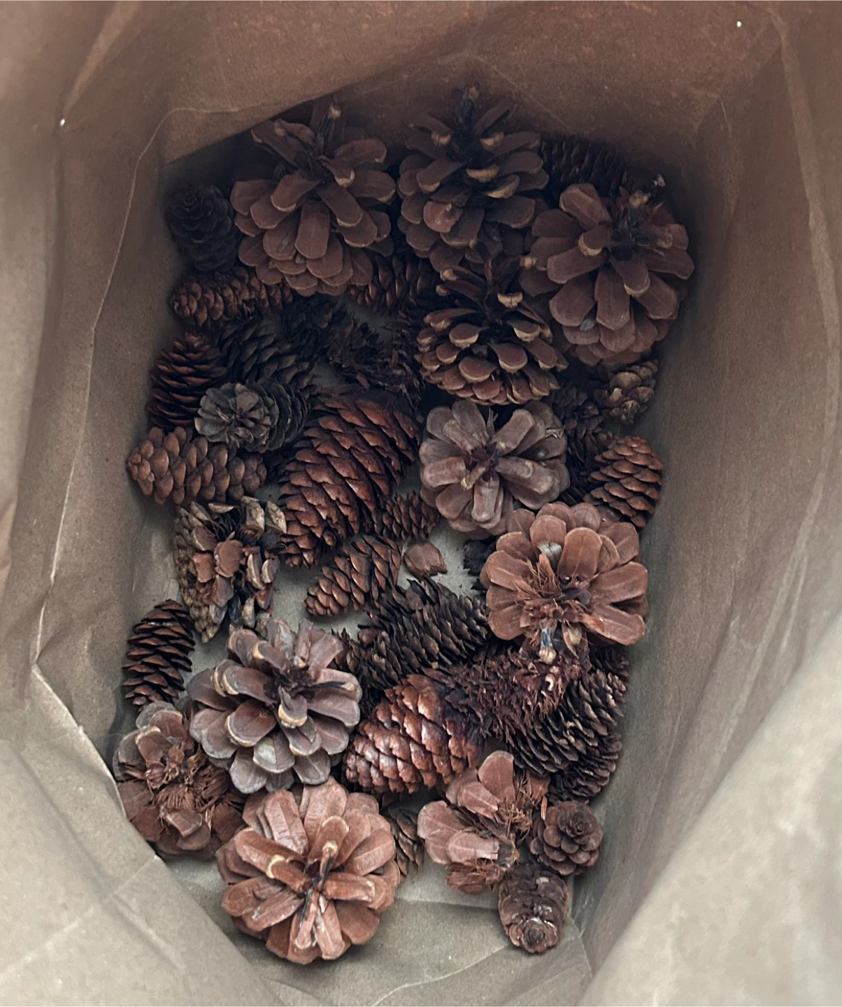 Bag of Assorted Pine Cones - photo 2