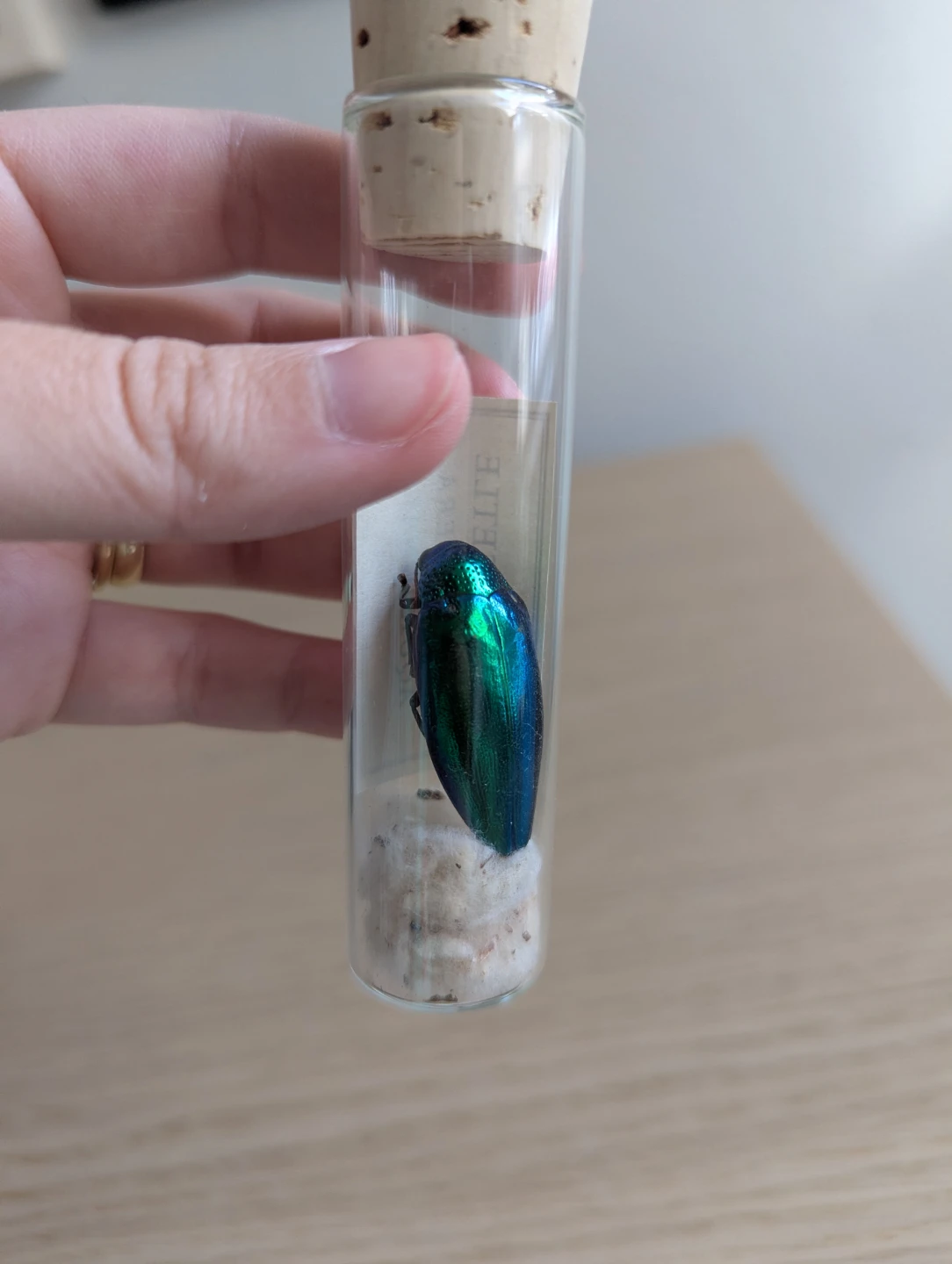 Jewel Beetle Specimen