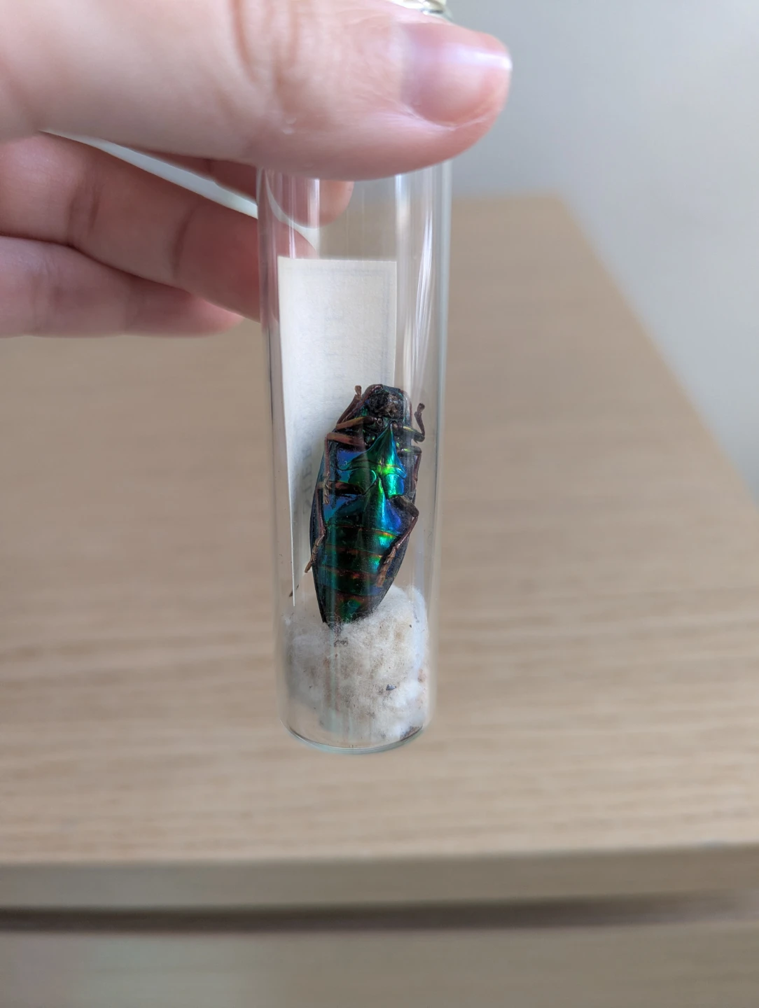 Jewel Beetle Specimen - photo 2