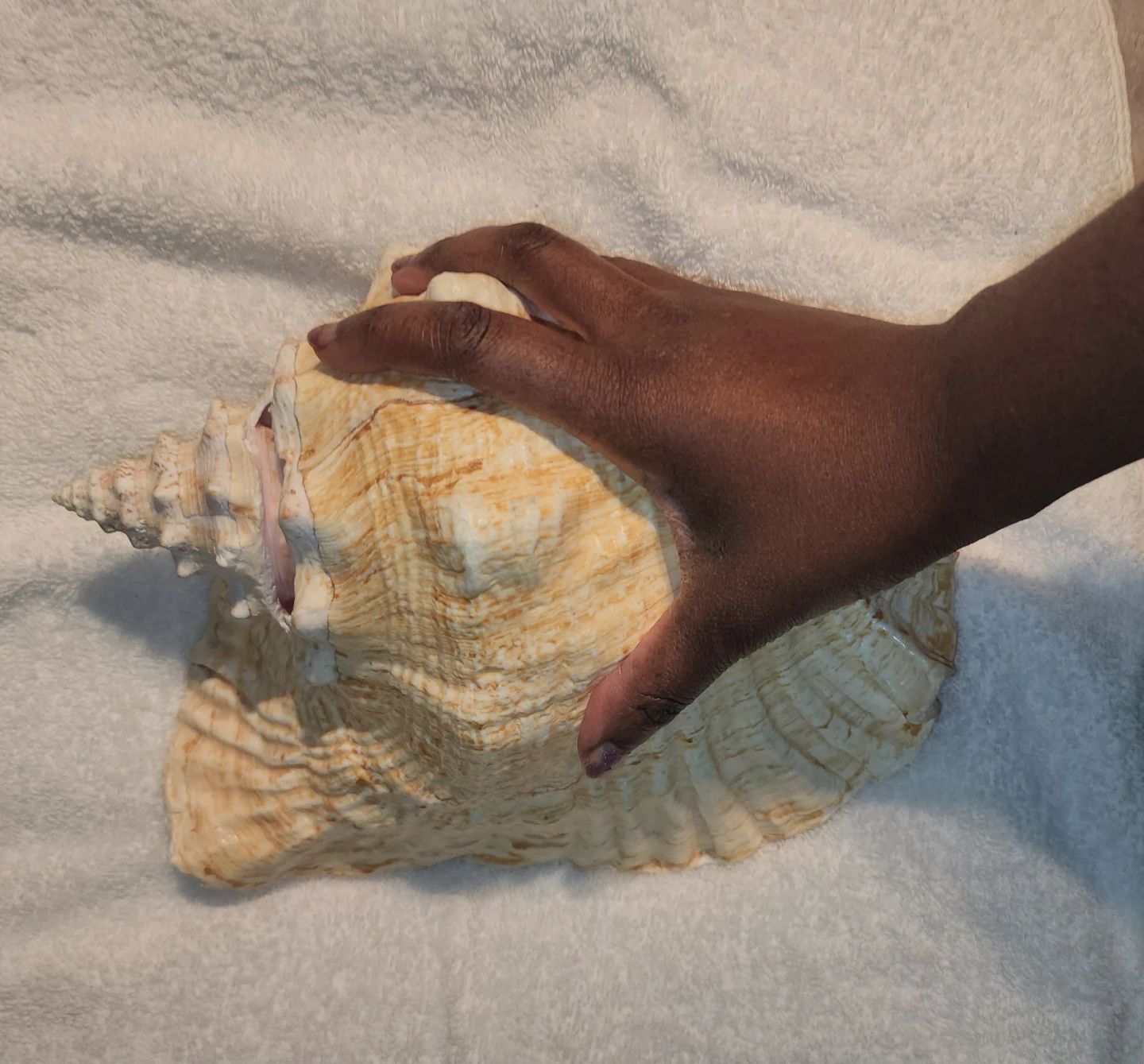 Large Conch Shell - Bahamas Souvenir - photo 3