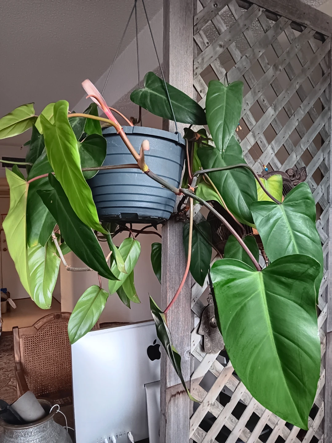 Philodendron Hederaceum 'Red Emerald' Plant