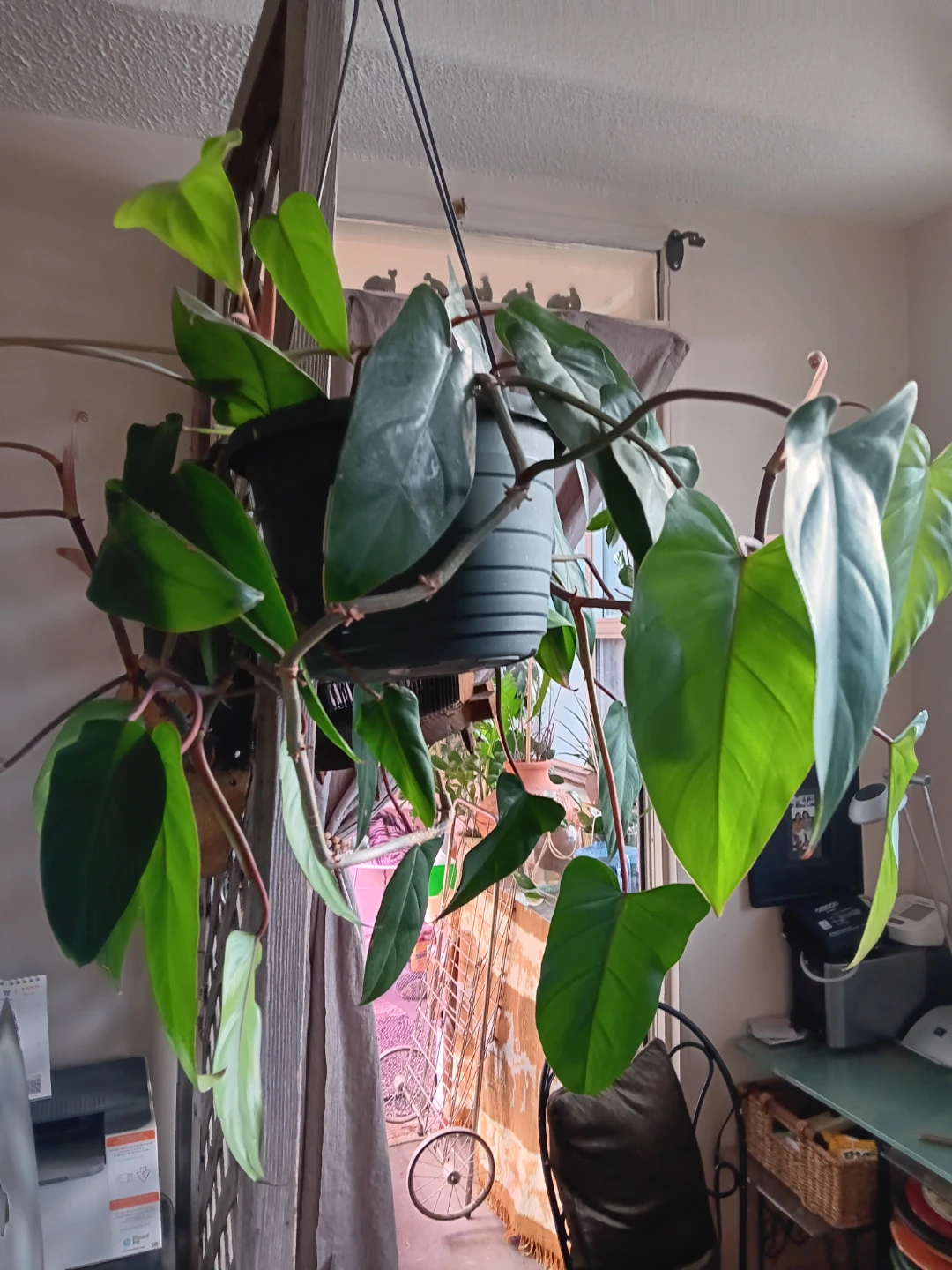 Philodendron Hederaceum 'Red Emerald' Plant - photo 2