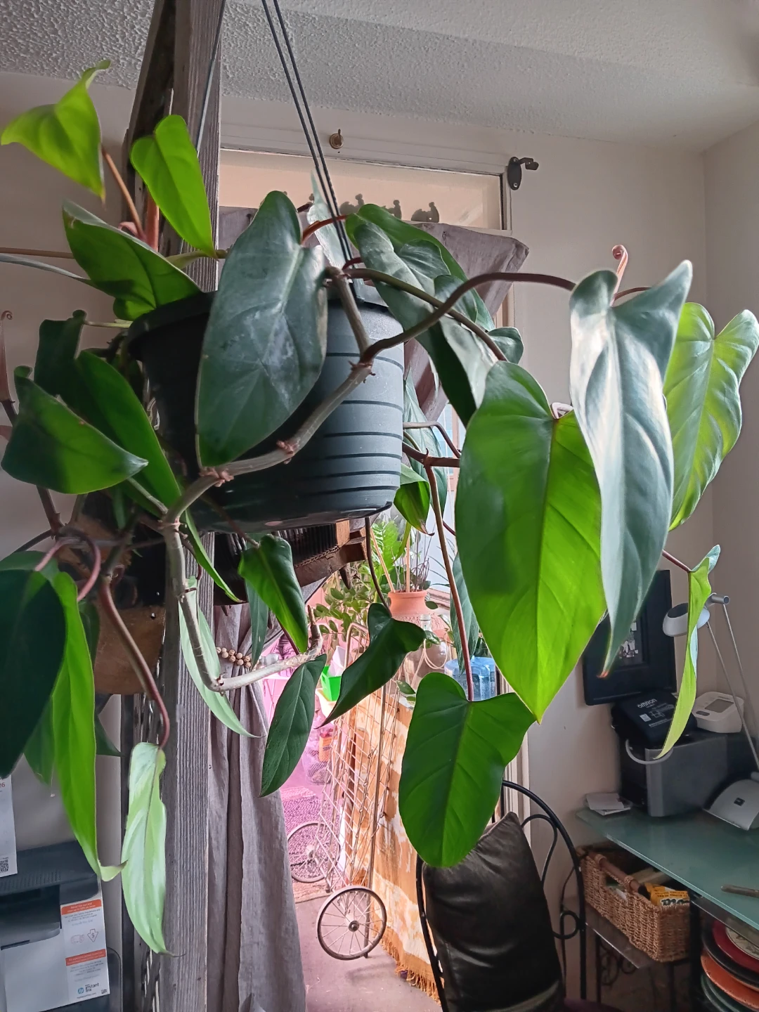 Philodendron Hederaceum 'Red Emerald' Plant - photo 3