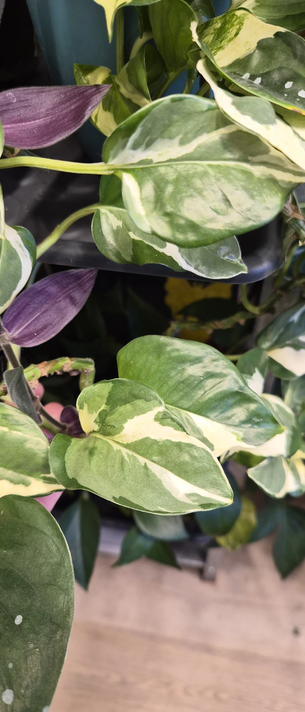 Pothos Plant Cuttings - photo 4