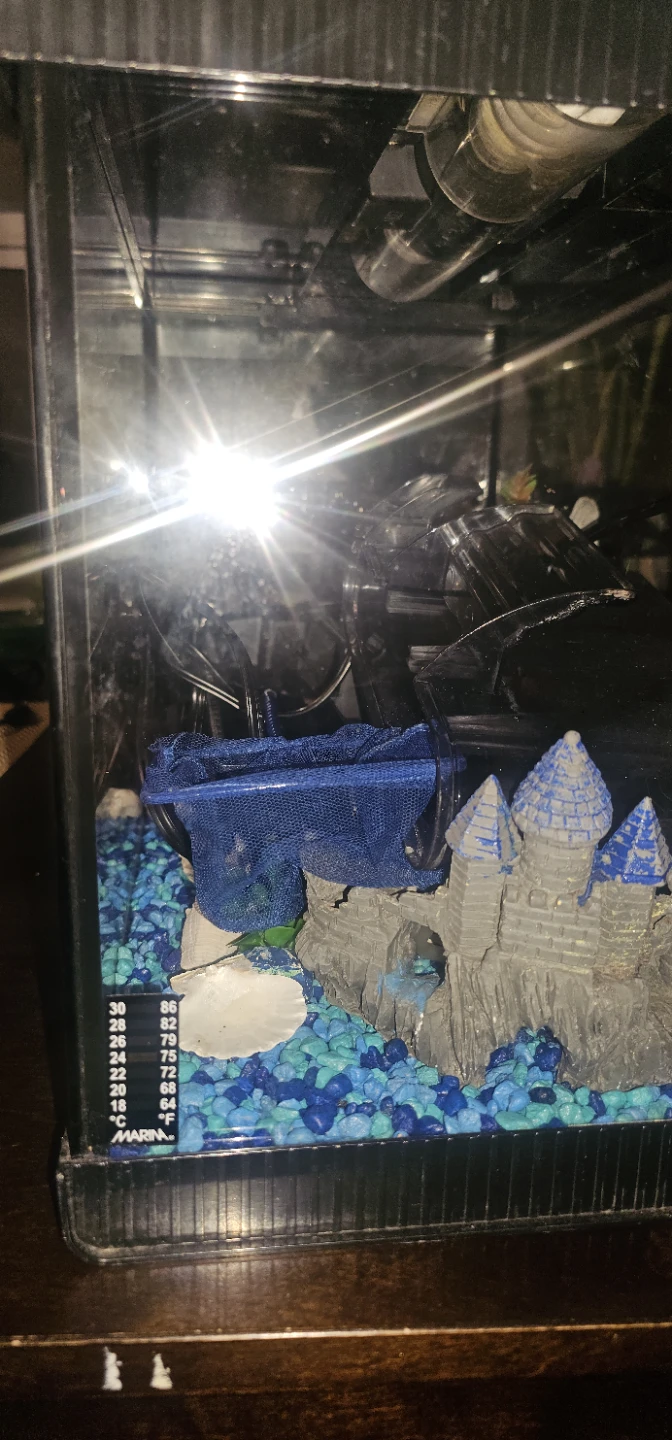 Fish Tank with Accessories