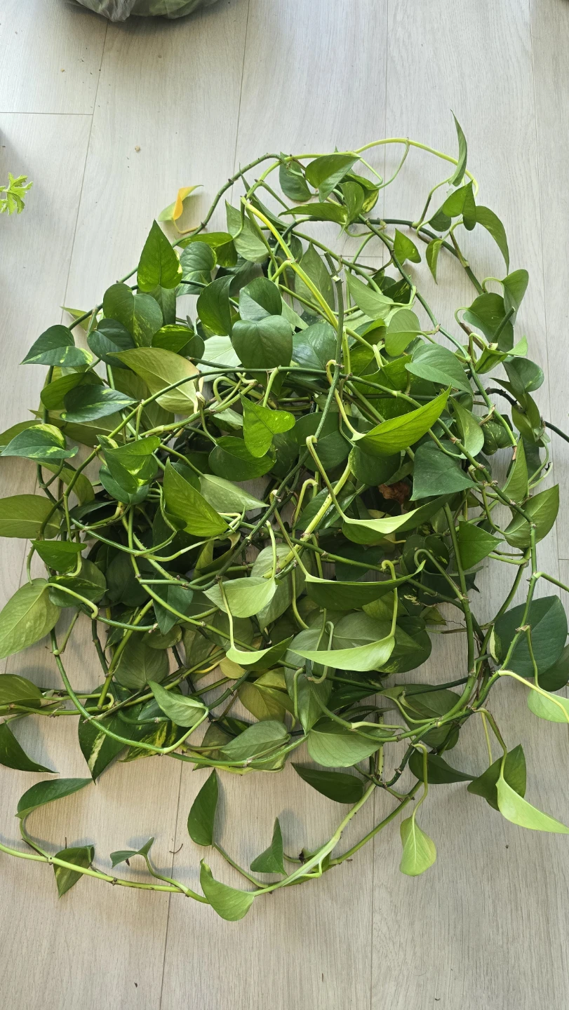 Large Pothos Plant Cuttings