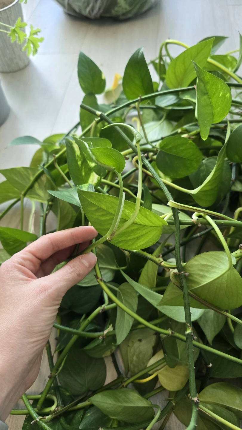 Large Pothos Plant Cuttings - photo 2