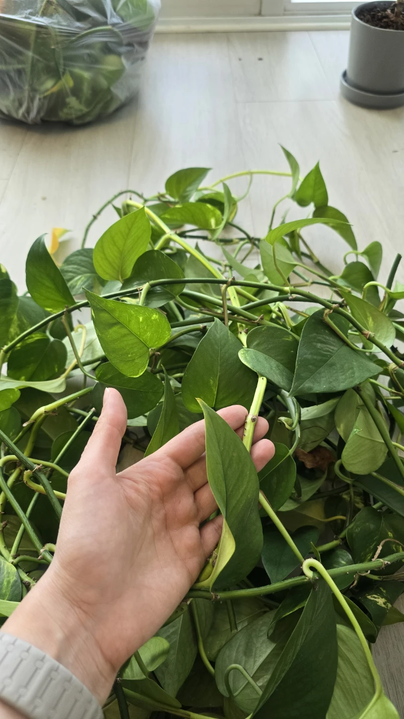 Large Pothos Plant Cuttings - photo 3