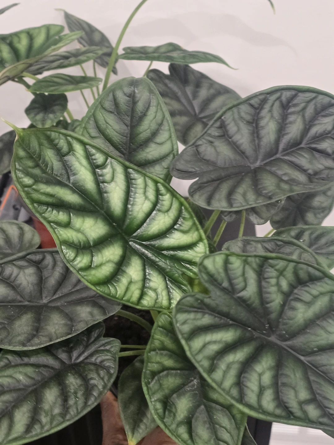 Alocasia Dragon Scale Plant