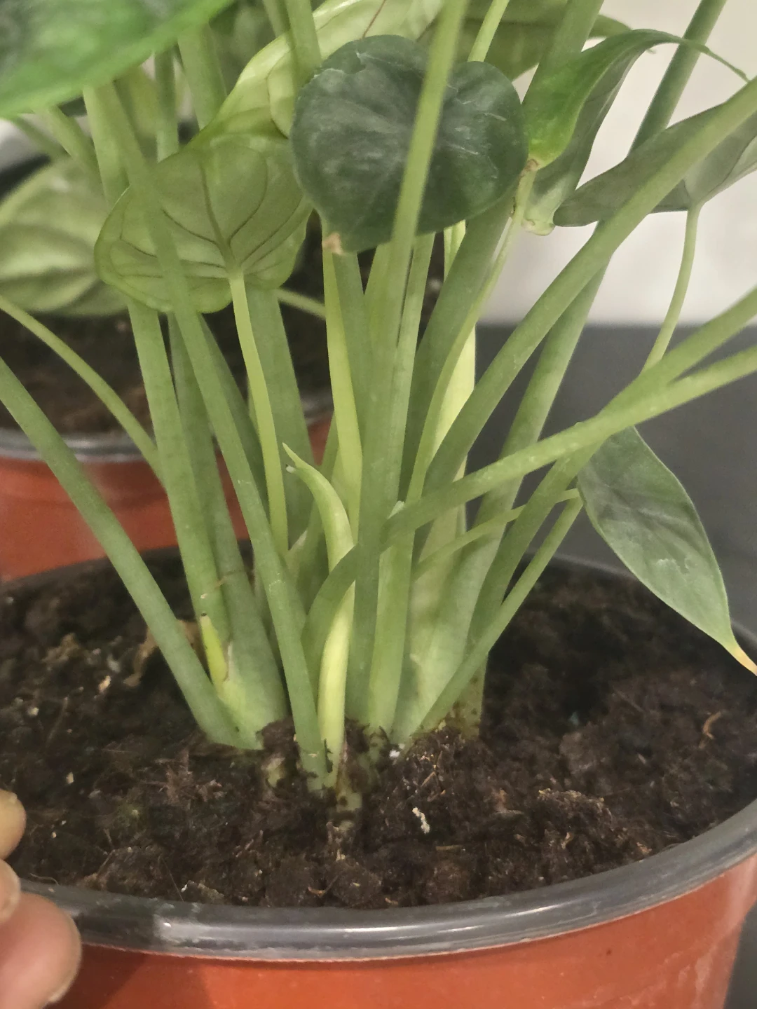 Alocasia Dragon Scale Plant - photo 3