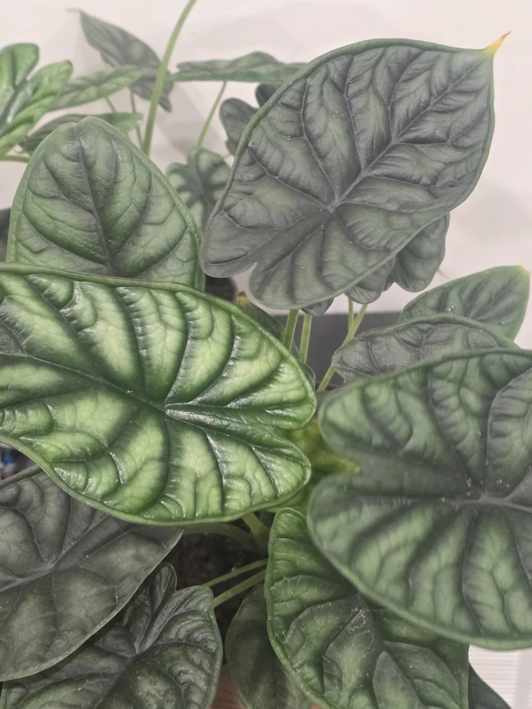 Alocasia Dragon Scale Plant - photo 4