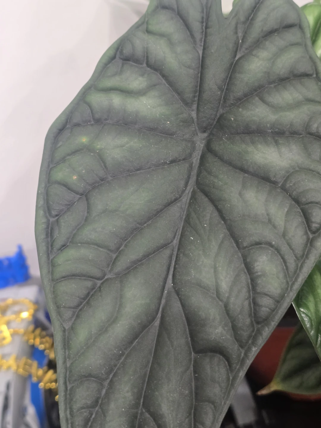 Alocasia Dragon Scale Plant - photo 5
