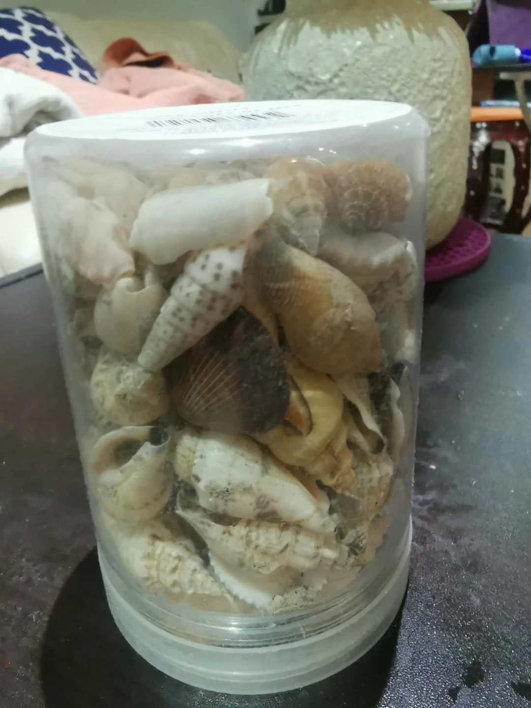 Ashland Sea Shells Container, 312g