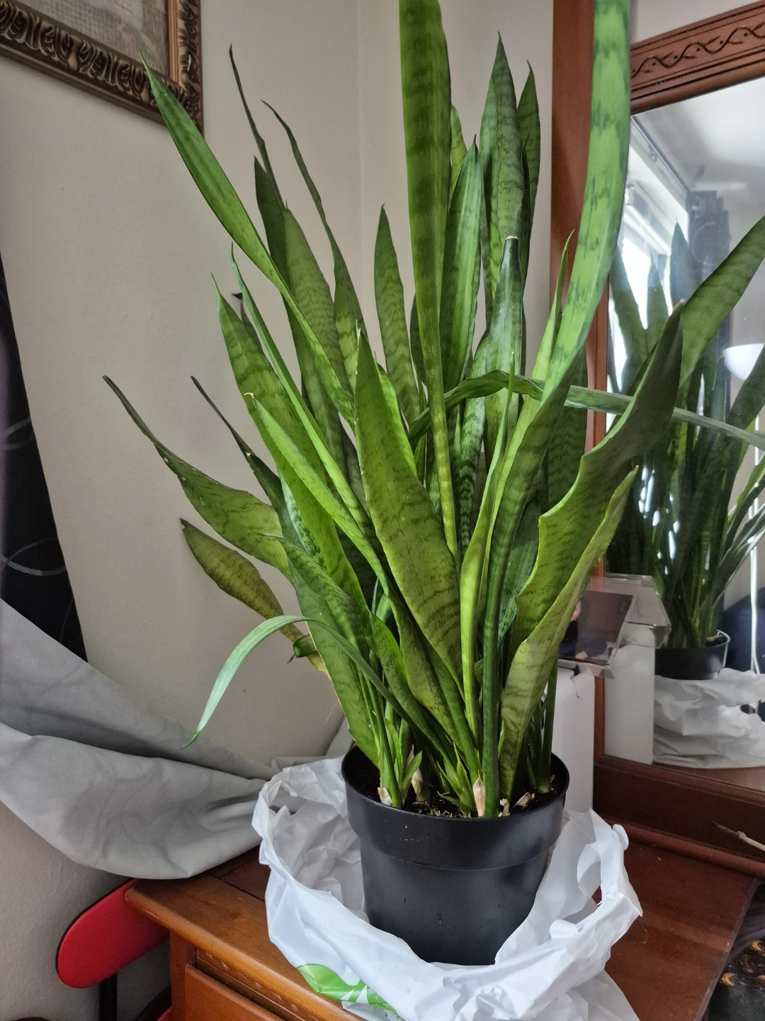 Snake Plant (Sansevieria)