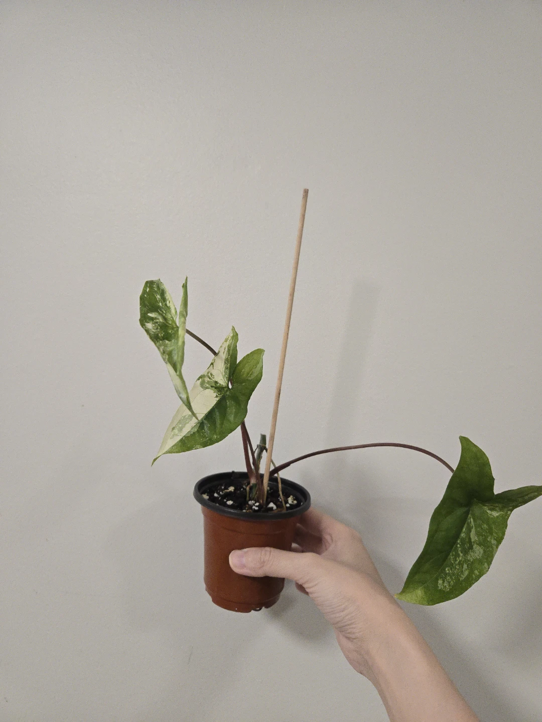 Syngonium Albo in 3.5"pot