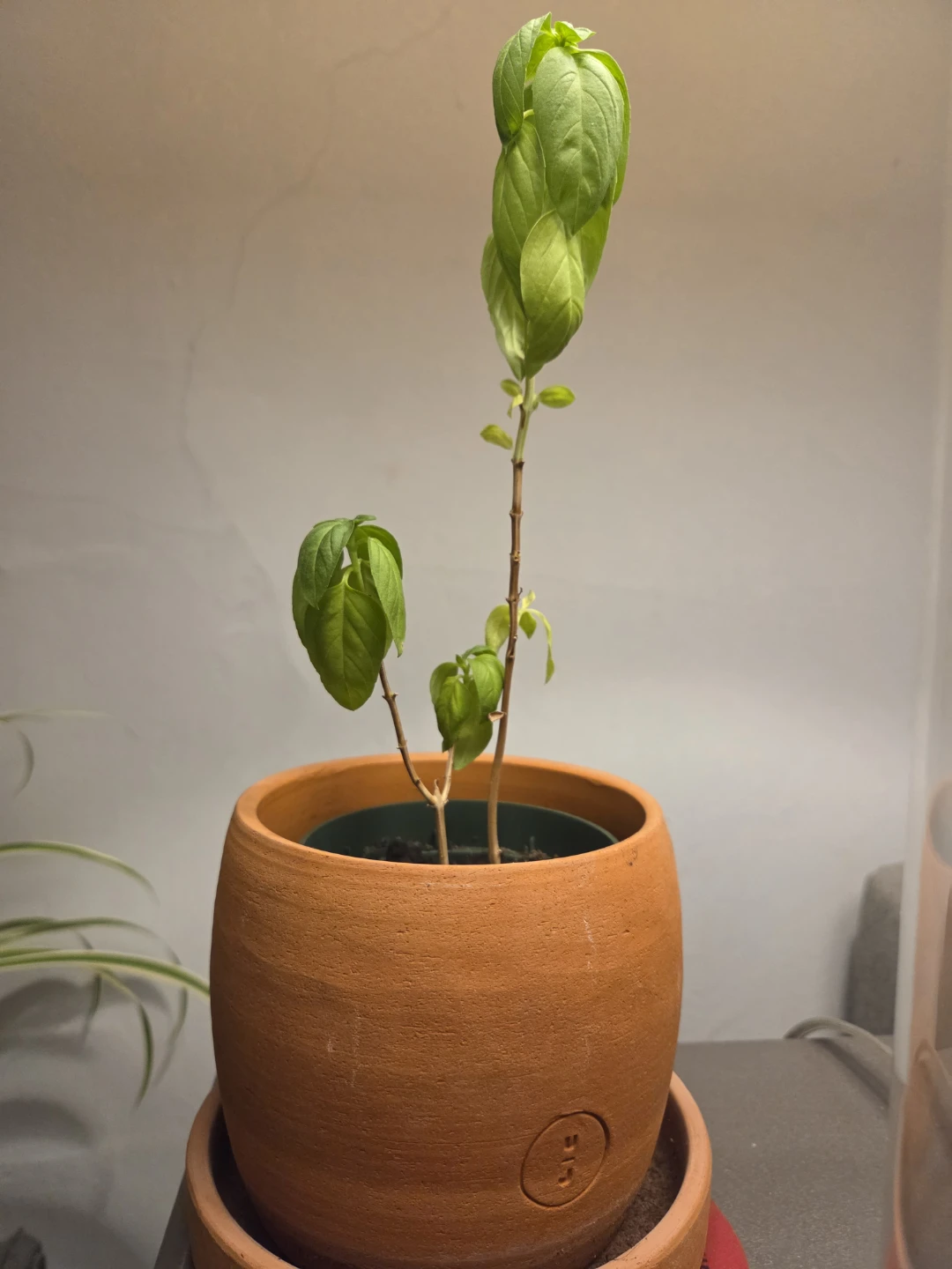 Basil Plant (Pot not included)