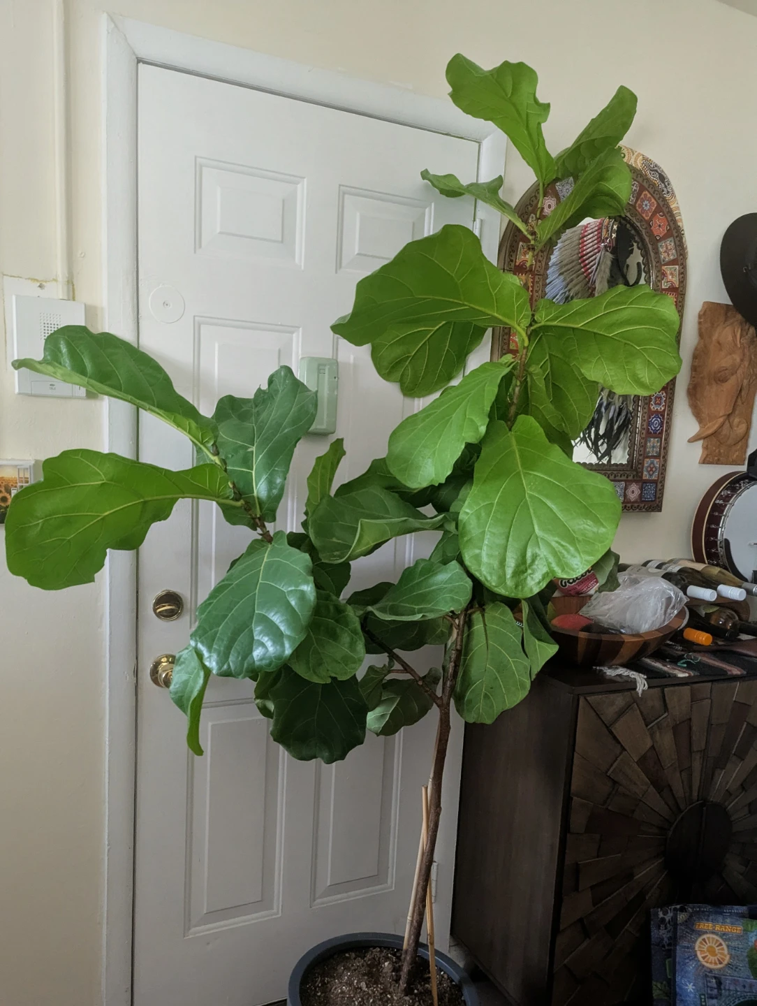 Fiddle Leaf Fig Plant in heather gray poly stone pot - photo 3