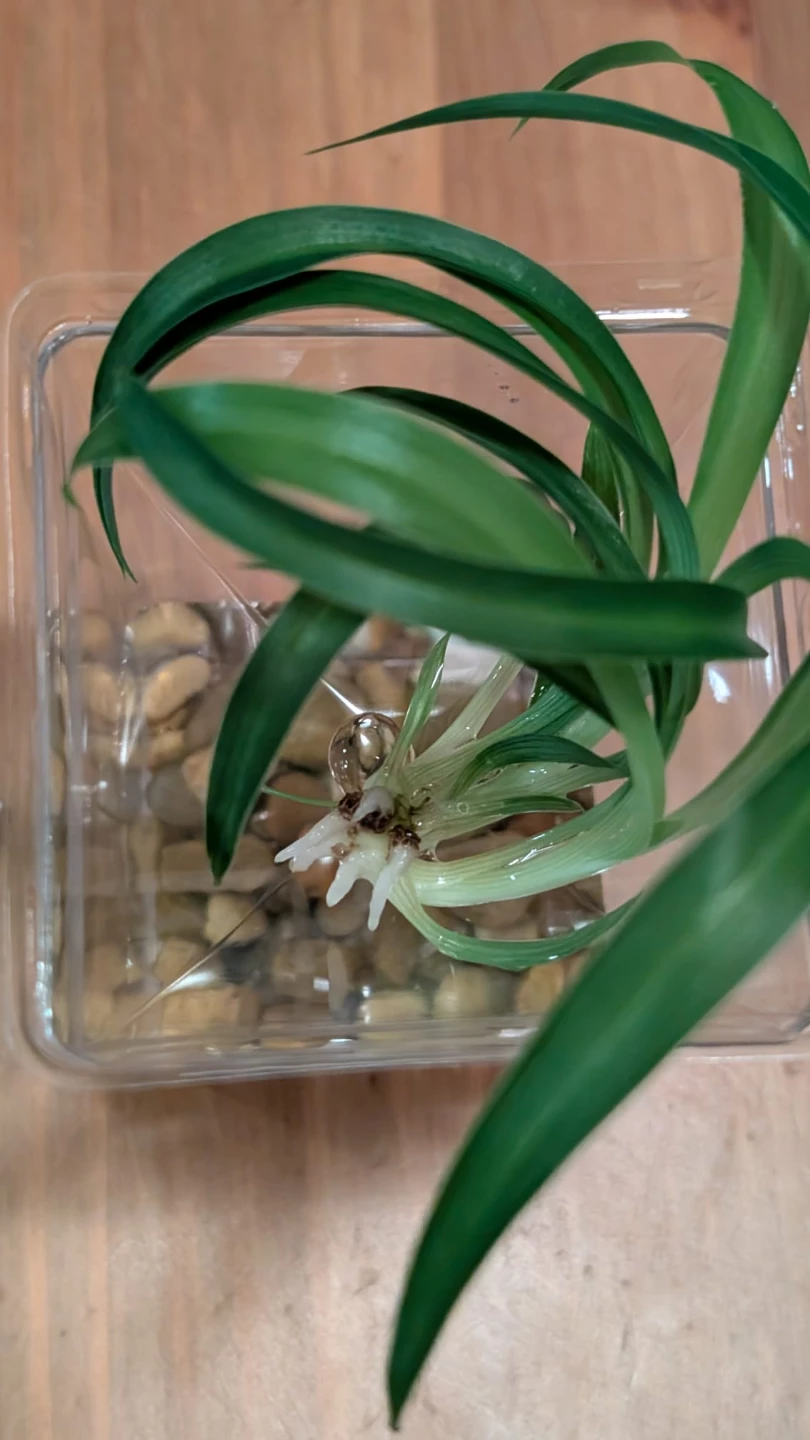 🌿 Baby Spider Plant cuttings - photo 3