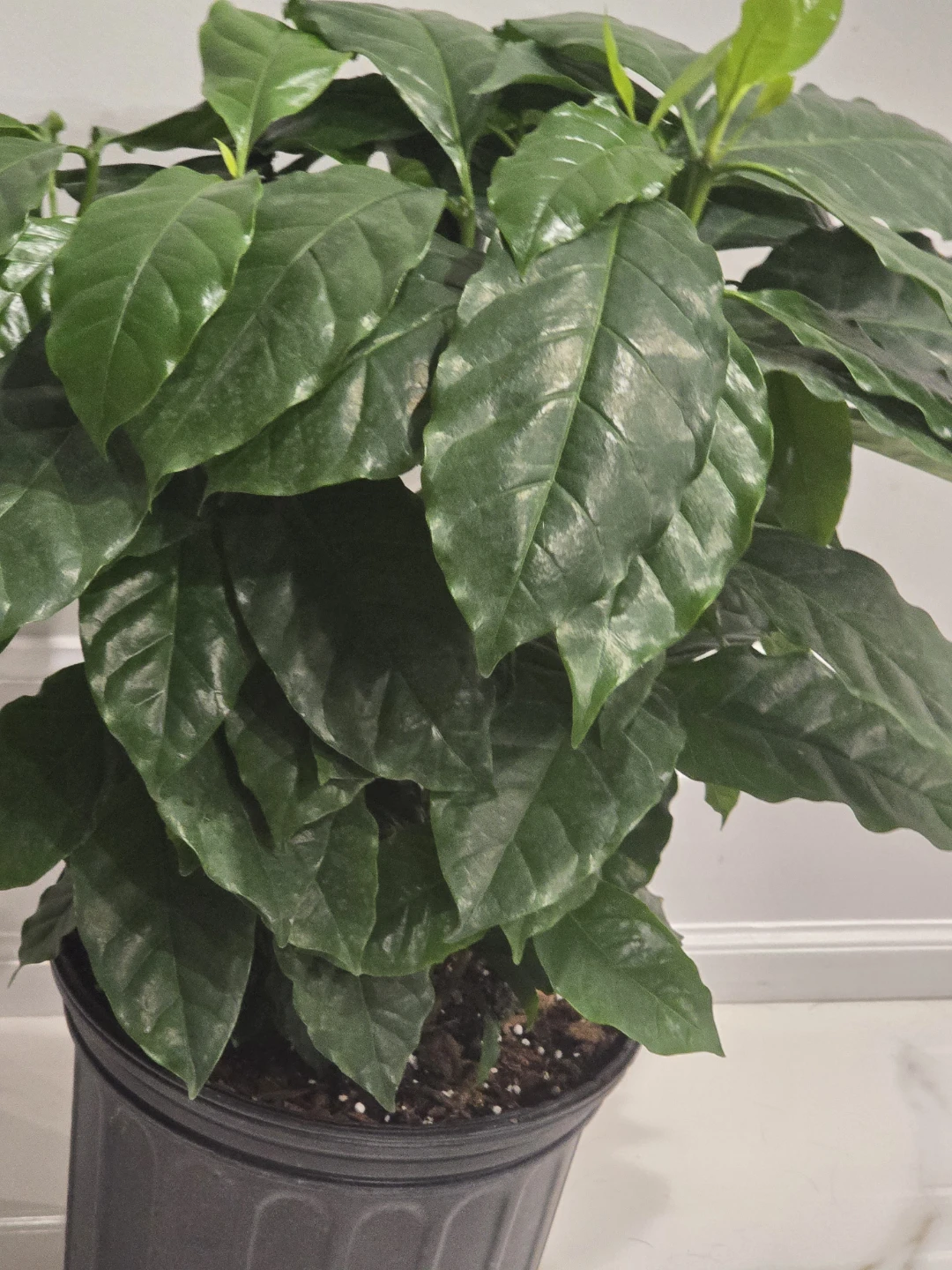 Coffee tree 10"pot. Multiple plant - photo 2
