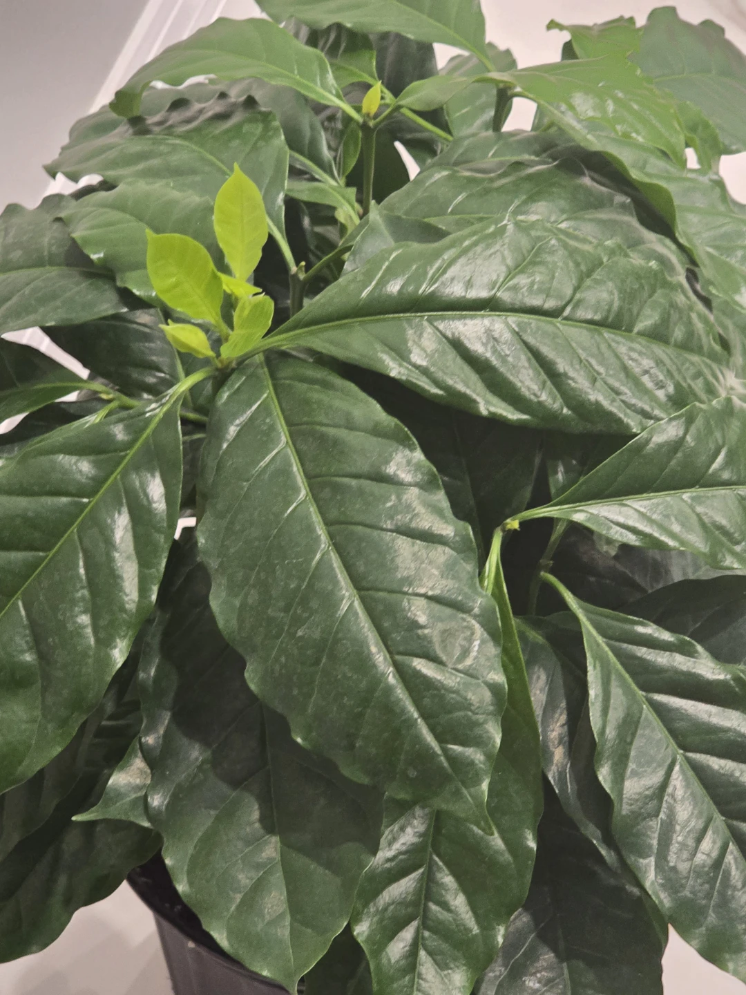 Coffee tree 10"pot. Multiple plant - photo 4