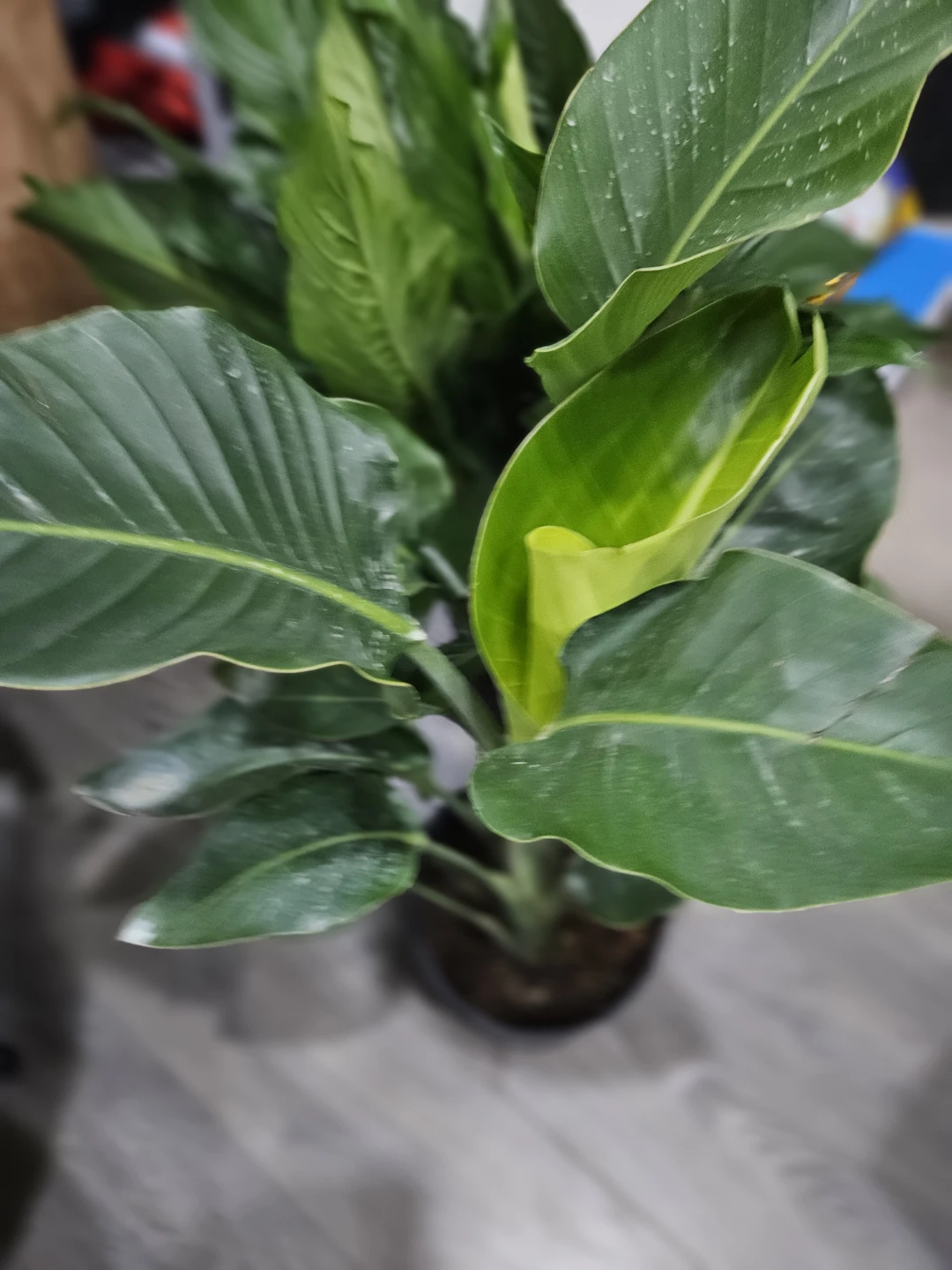 Bird of Paradise Plant