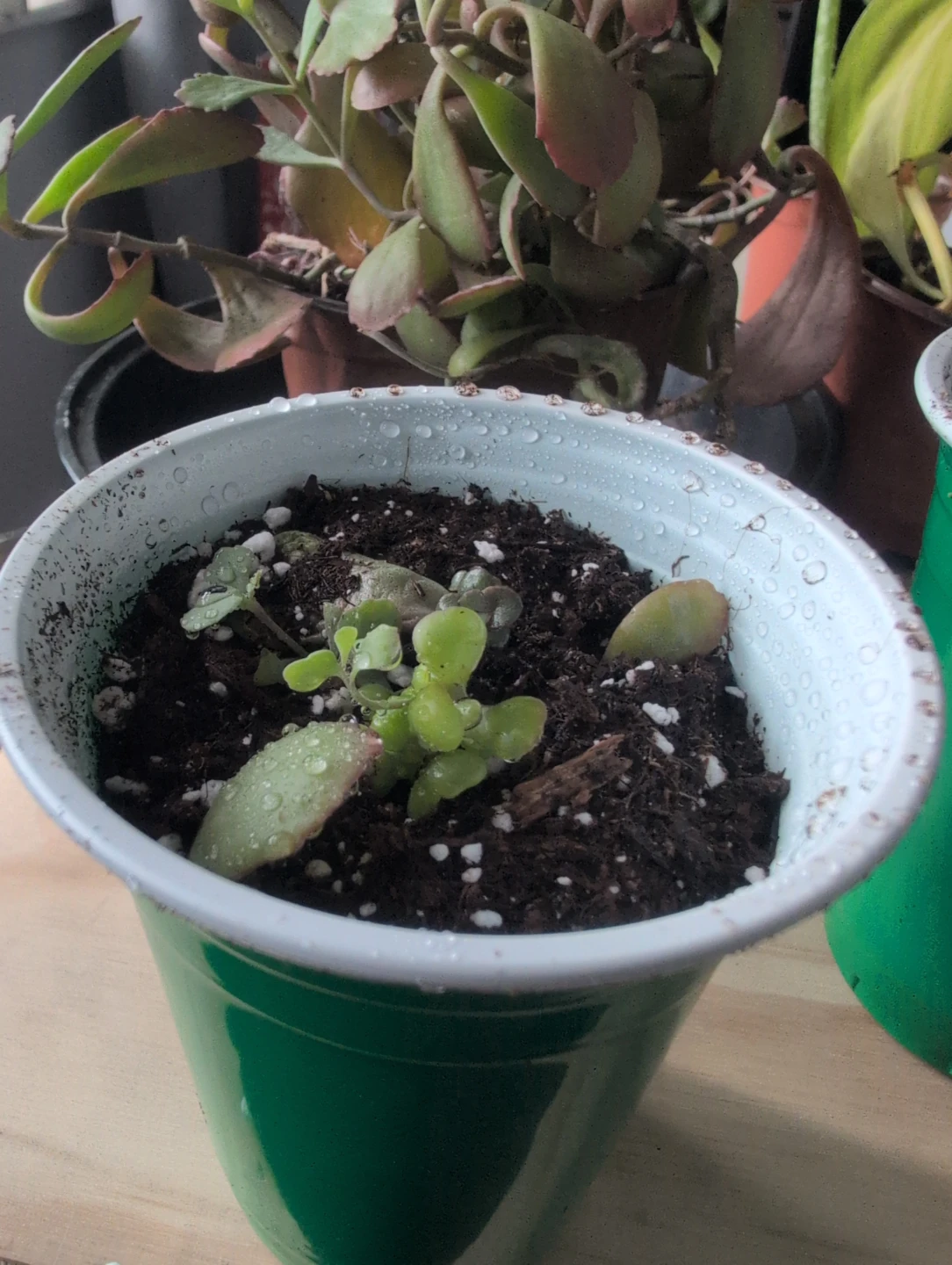 Kalanchoe fedtschenkoi