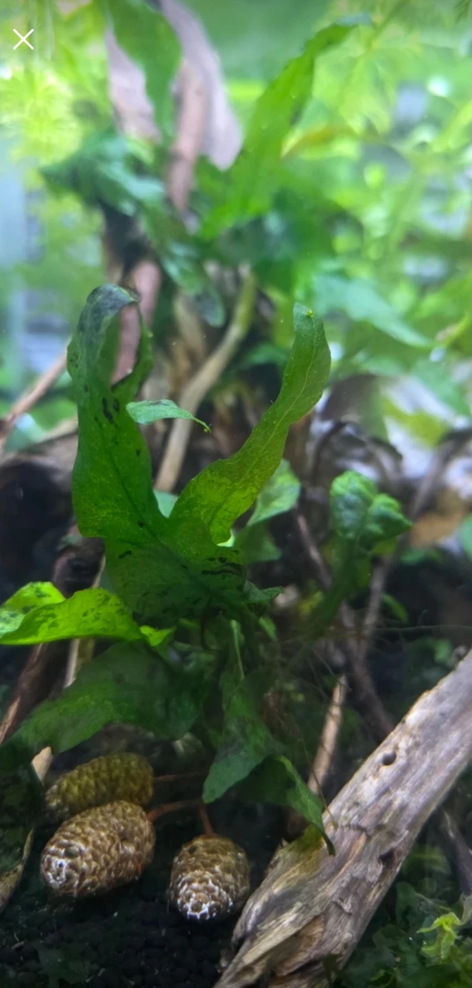 Aquatic Plants - Java Fern