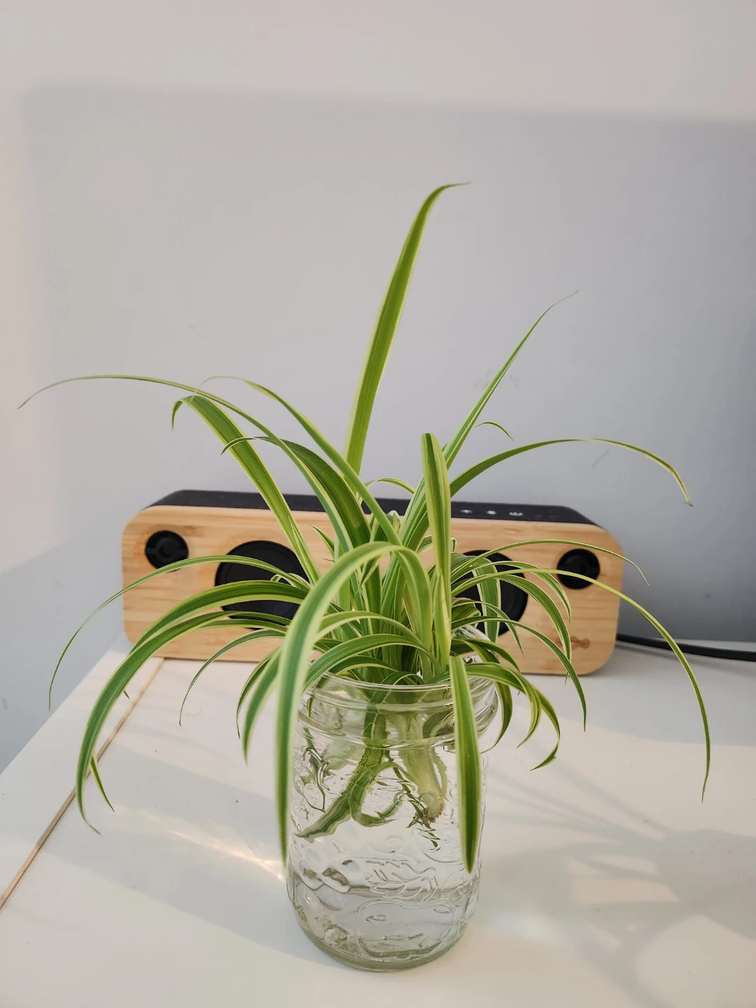 Spider Plant in Mason Jar