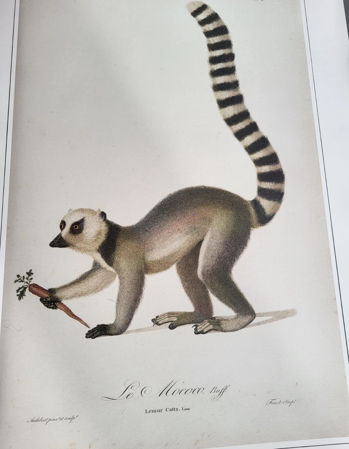 Masterwork of Animal Art - photo 2