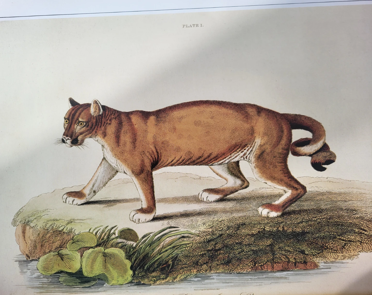 Masterwork of Animal Art - photo 3