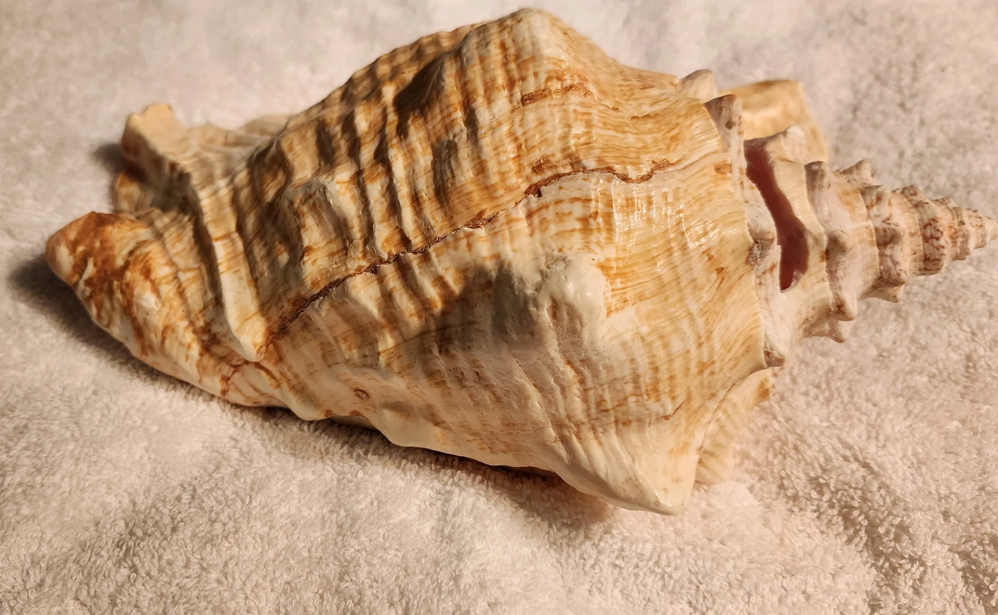Large Conch Shell - Bahamas Souvenir - photo 2