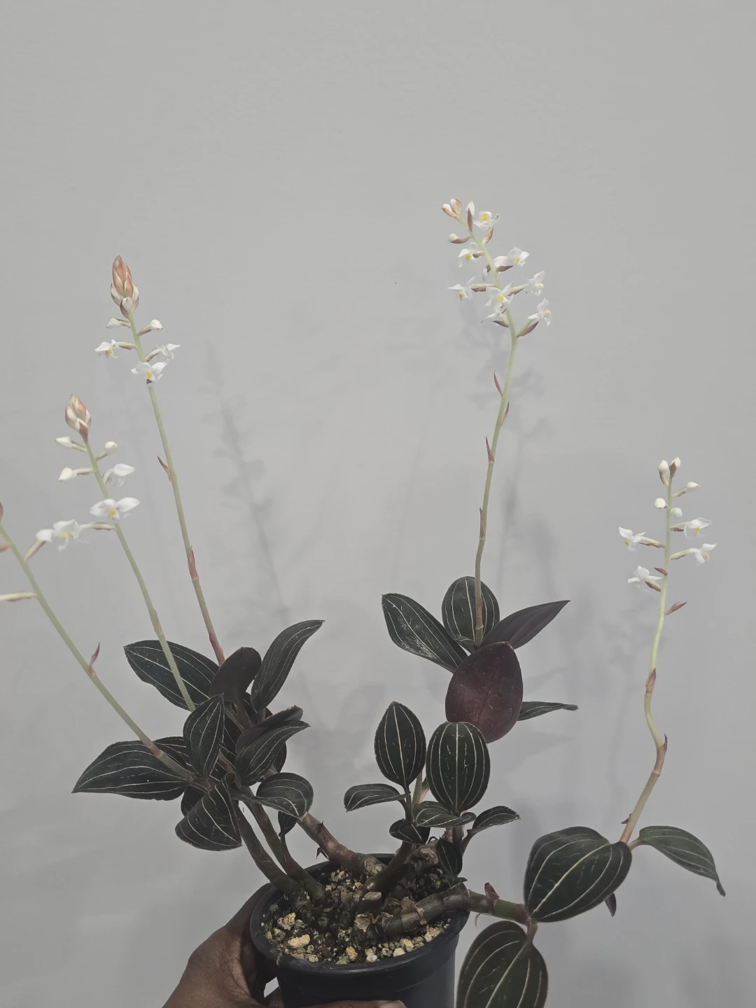 Jewel Orchid Plant - photo 2