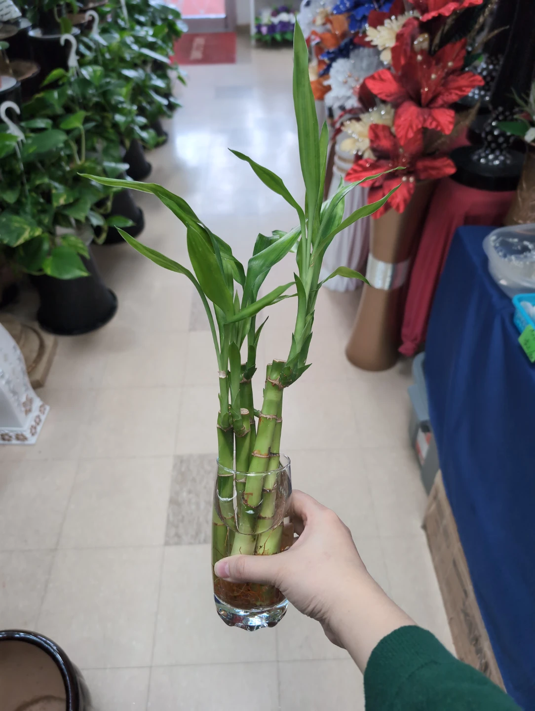 Lucky bamboo 5 pcs in jar with leaves 16-18 inch height $10/jar - photo 2