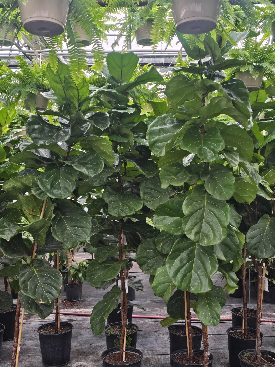 Fiddle Leaf Fig Plant. 7 to 8 feet